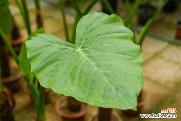 水培滴水观音烂根怎么办