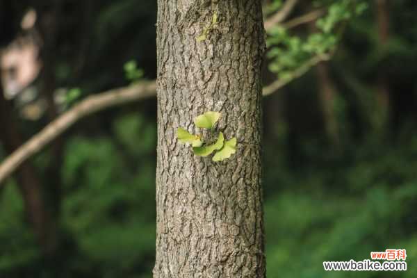 银杏黄叶的原因和处理办法