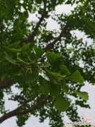 银杏黄叶的原因和处理办法