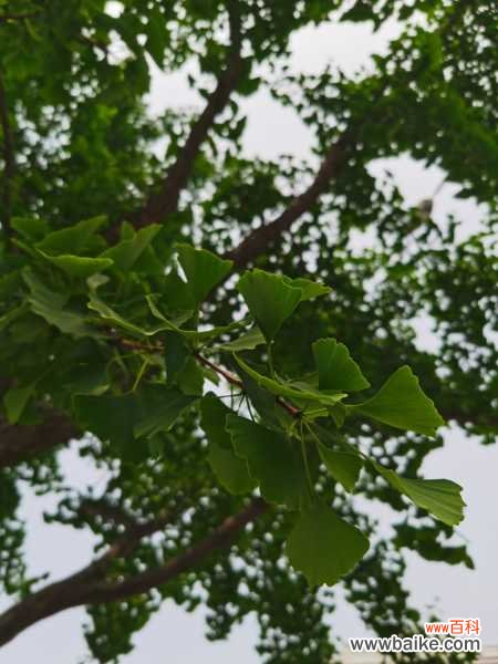 银杏黄叶的原因和处理办法