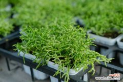 多肉植物根烂了怎么办