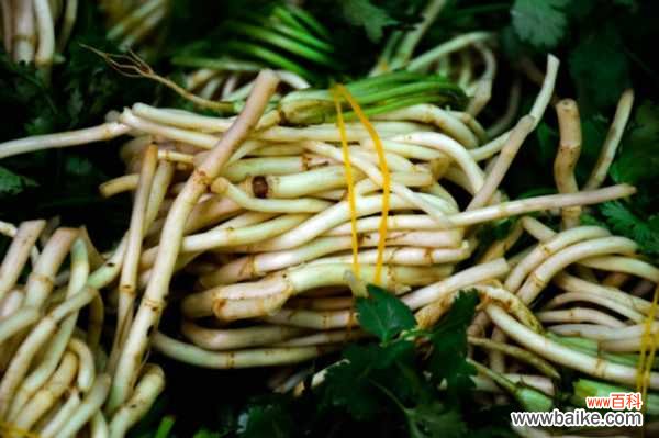 鱼腥草黄叶的原因和处理办法