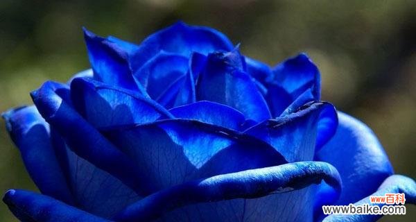 神秘、诱惑、自由 一朵蓝色妖姬的花语