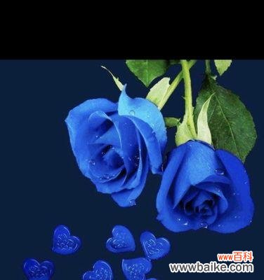 神秘、诱惑、自由 一朵蓝色妖姬的花语