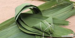 探秘箬叶的营养价值及烹饪方法 箬叶是什么？