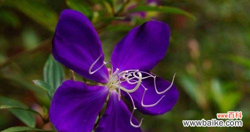 解读紫罗兰的花语,寓意深刻的礼物选择 送给哪些人?——探究紫罗兰花语