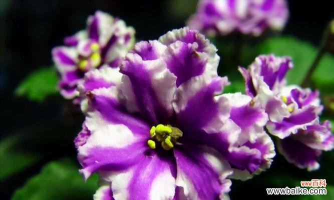 解读紫罗兰的花语,寓意深刻的礼物选择 送给哪些人?——探究紫罗兰花语