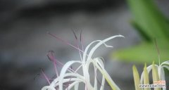 探寻文殊兰花的隐藏含义 文殊兰花语解读