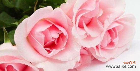 玫瑰花的象征意义及文化内涵探析 玫瑰花的寓意剖析