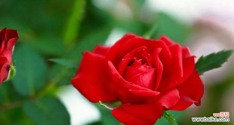 玫瑰花的象征意义及文化内涵探析 玫瑰花的寓意剖析