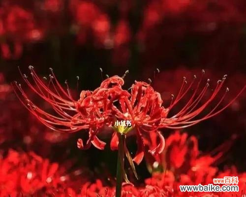 忆昔残花，愁绪如潮；了无情感，唯余沉默。 悲伤绝望之花——了解几种象征绝望和悲伤的花卉