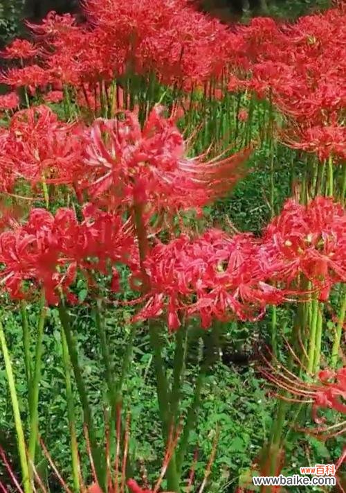 忆昔残花，愁绪如潮；了无情感，唯余沉默。 悲伤绝望之花——了解几种象征绝望和悲伤的花卉