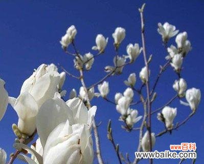 传承千年的美丽与功效 木兰花的花语和药用价值