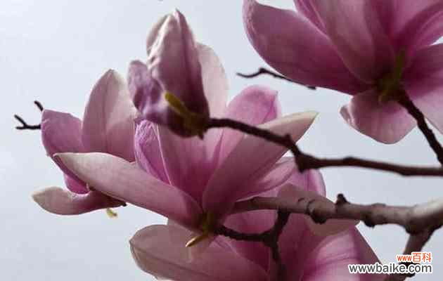 传承千年的美丽与功效 木兰花的花语和药用价值