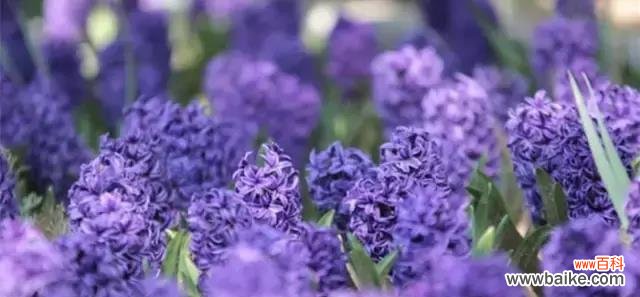 美丽、神秘的紫色花语探究 紫色曼陀罗花语