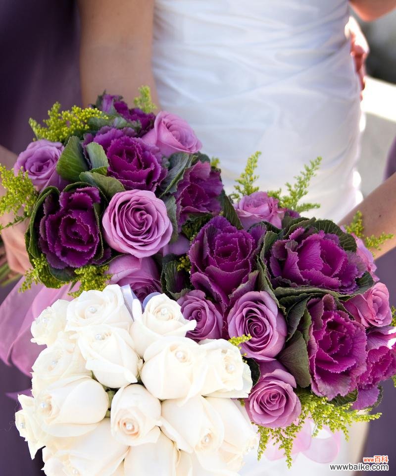 揭开紫玫瑰的神秘面纱,诠释真实的花语 紫玫瑰花语真正的含义是什么?