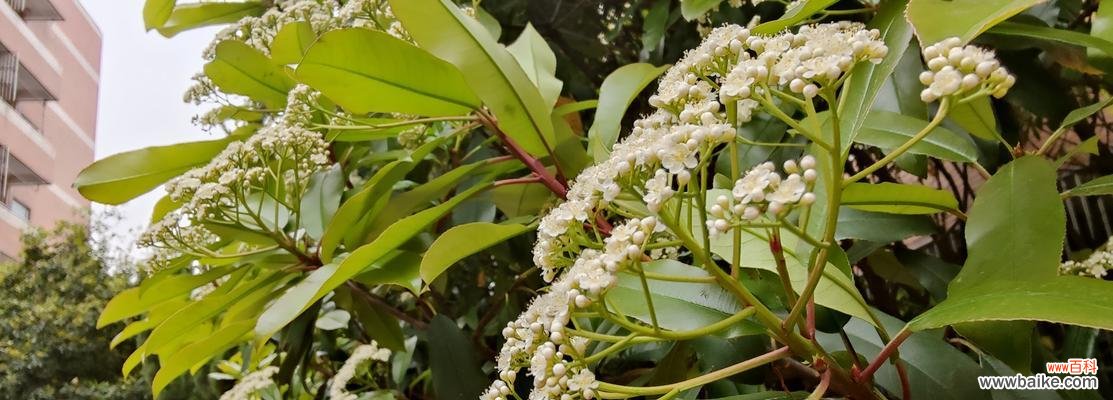 探秘石楠花的花语与传说,解读其含义 石楠花