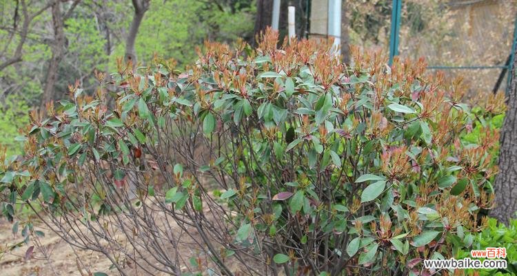 探秘石楠花的花语与传说,解读其含义 石楠花