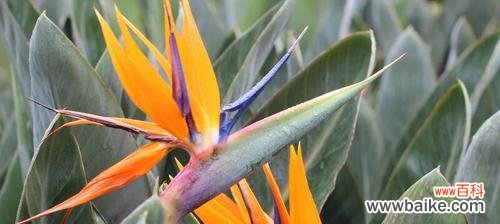 深入探究天堂鸟的内涵与含义 解密天堂鸟花语