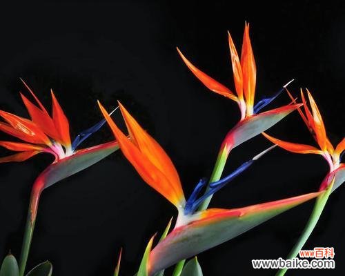 深入探究天堂鸟的内涵与含义 解密天堂鸟花语