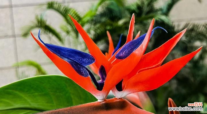 深入探究天堂鸟的内涵与含义 解密天堂鸟花语