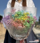 探寻满天星的花语与象征 寓意万千的满天星