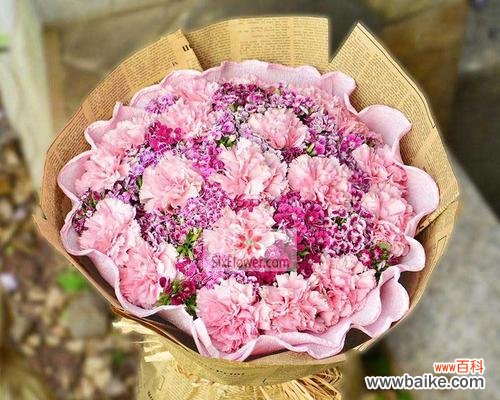 解读花语献礼爱情 粉色康乃馨的花语