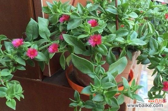 心连心吊兰怎么养？心连心吊兰的养殖方法