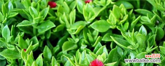 心连心吊兰怎么养？心连心吊兰的养殖方法