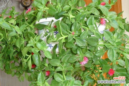 心连心吊兰怎么养？心连心吊兰的养殖方法