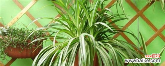 刚种的吊兰怎么处理？刚种的吊兰的处理方法