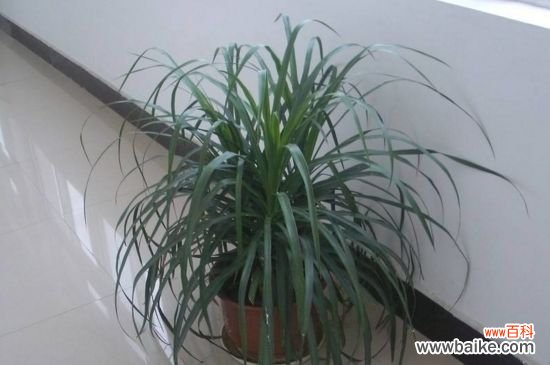 刚种的吊兰怎么处理？刚种的吊兰的处理方法