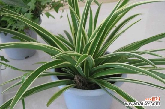 刚种的吊兰怎么处理？刚种的吊兰的处理方法