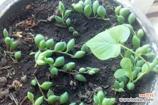 珍珠吊兰冬天会冻死吗？低于0℃就会冻伤冻死珍珠吊兰