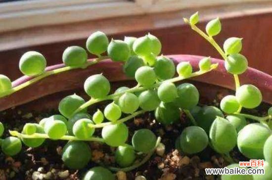 珍珠吊兰冬天会冻死吗？低于0℃就会冻伤冻死珍珠吊兰