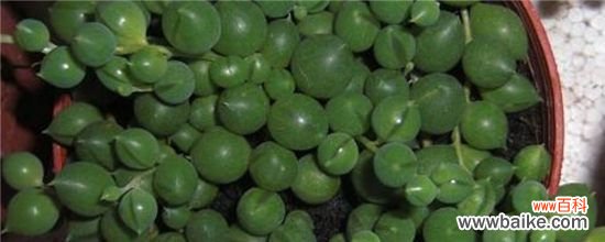 珍珠吊兰冬天会冻死吗？低于0℃就会冻伤冻死珍珠吊兰