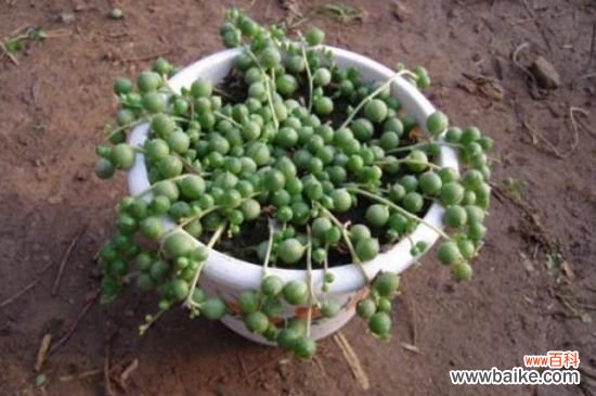 珍珠吊兰怎么度过夏天？珍珠吊兰的夏天养殖方法