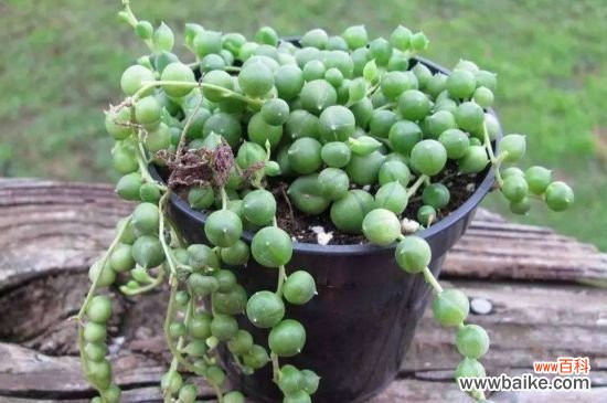 珍珠吊兰怎么度过夏天？珍珠吊兰的夏天养殖方法