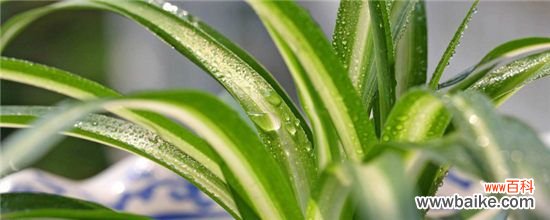 吊兰土怎么配？吊兰配土方法和步骤