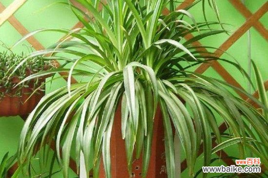 吊兰土怎么配？吊兰配土方法和步骤