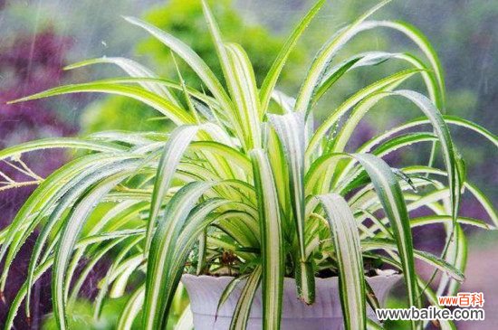 吊兰土怎么配？吊兰配土方法和步骤