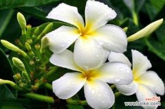 家里养七里香有什么好处？增进夫妻感情装饰家居