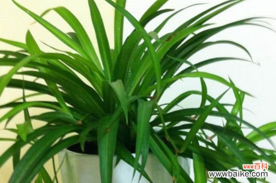 吊兰用什么繁殖后代？吊兰的繁殖方法