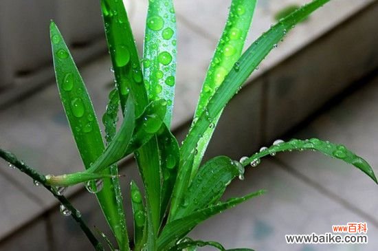 吊兰用什么繁殖后代？吊兰的繁殖方法