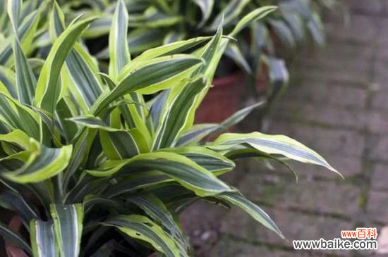 吊兰用什么繁殖后代？吊兰的繁殖方法