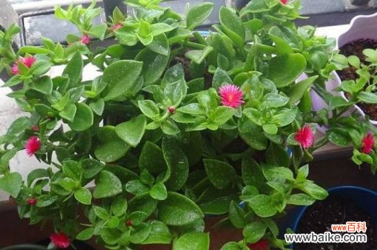 吊兰牡丹花可以吃吗