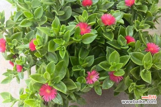 吊兰牡丹花可以吃吗