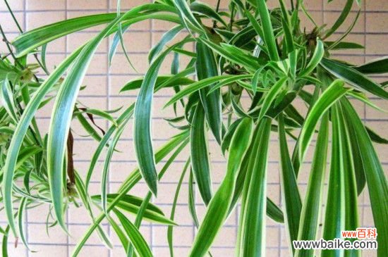 一颗吊兰能长满盆吗？让吊兰长满盆的方法