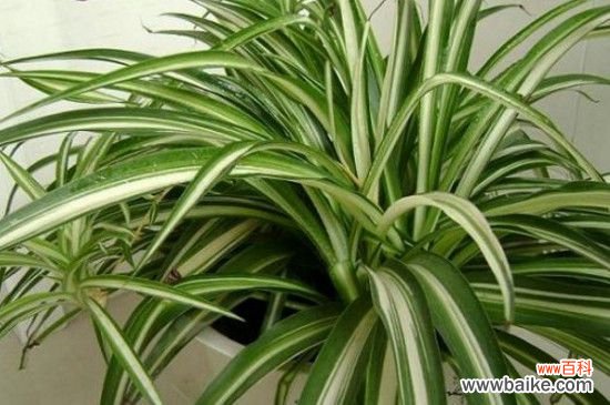 一颗吊兰能长满盆吗？让吊兰长满盆的方法