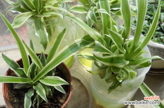 一颗吊兰能长满盆吗？让吊兰长满盆的方法